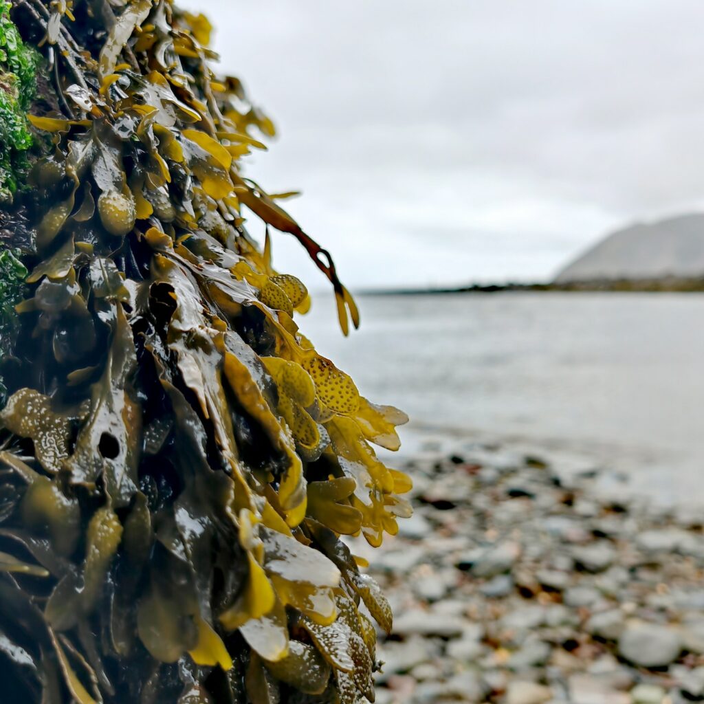 Водоросли на берегу моря