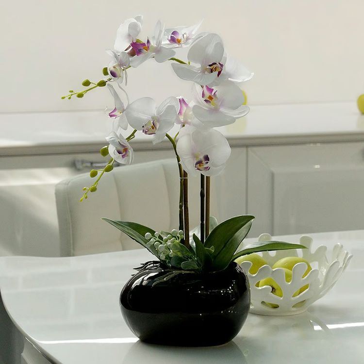 Орхидея фаленопсис от AzaliaNow