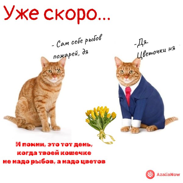 Котики AzaliaNow