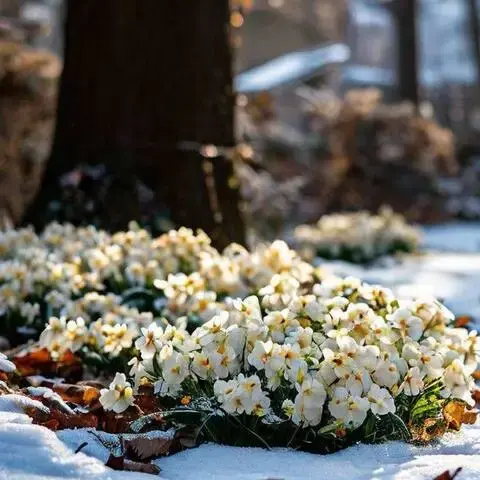 Аномальная зима для цветов