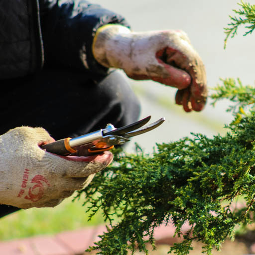 landscaping_with_plants_and_trees_in_garden_azalianow_dostavka_cvetov_moskva Озеленение с растениями и деревьями в саду AzaliaNow