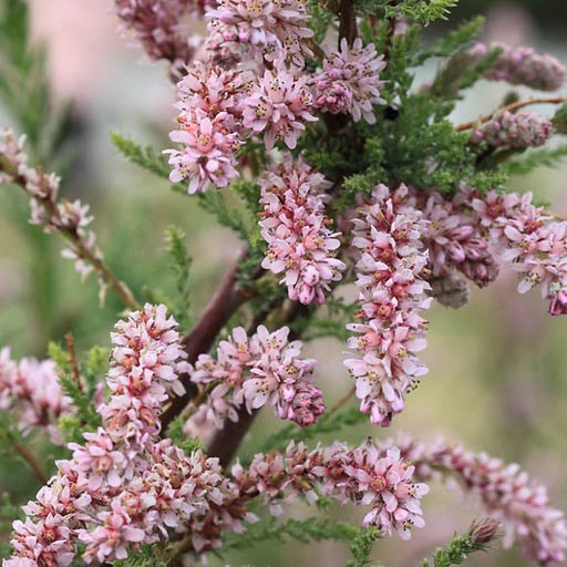Myricaria alopecuroides, photo made by chernoburko, AzaliaNow, CC BY 2.0