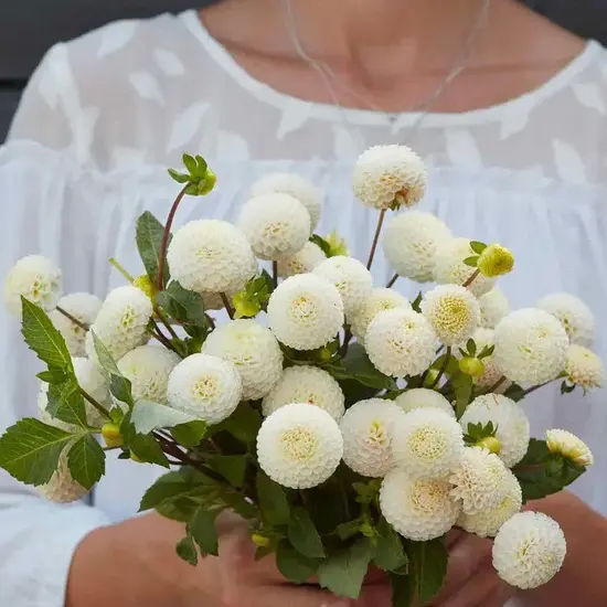 Шарообразные георгины, AzaliaNow