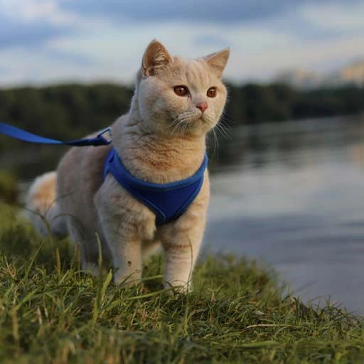 Безопасная трава для кошек