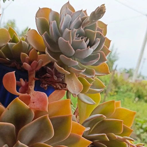 Echeveria Perle Von Nurnberg / Эхеверия жемчужная Нурнберга