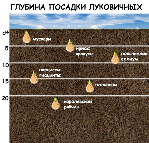 Правила посадки луковиц осенью