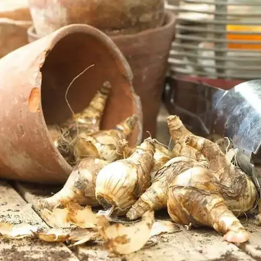 Луковицы нарциссов