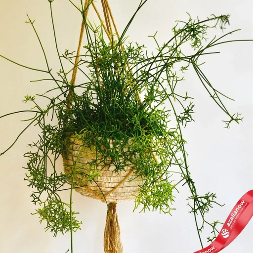 Комнатный рипсалис