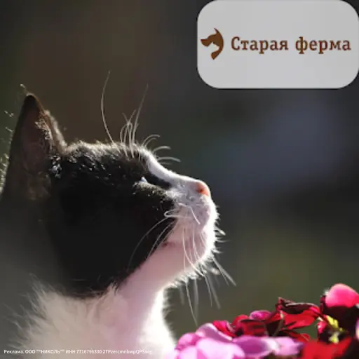 Подарили букет? Порадуйте и любимца. Акция от AzaliaNow и «Старой Фермы»