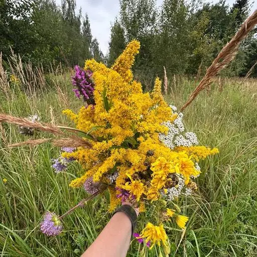 Золотарник, полевой букет