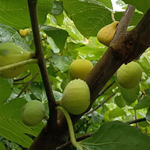 Плодоносящий инжир в комнатных условиях