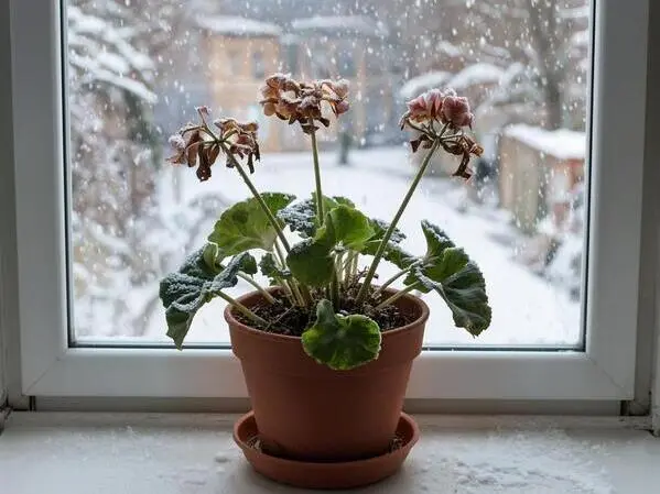 Отчего желтеют листья у герани
