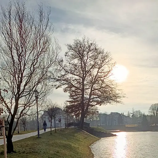 Экология растений в городе в условиях искусственного фитоценоза