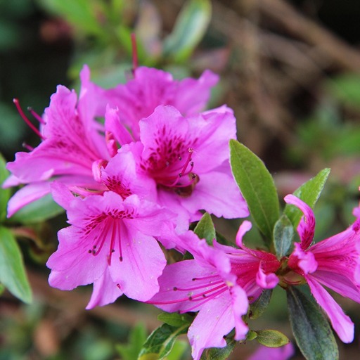 Азалия в горшке