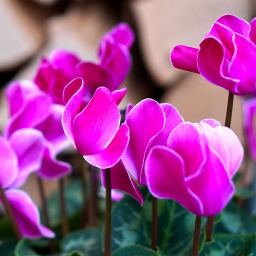 Цикламен - <yoastmark class=