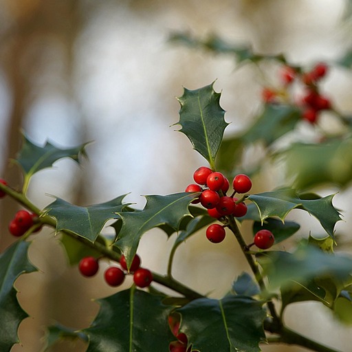 Ветки илекса - вечнозеленого кустарника
