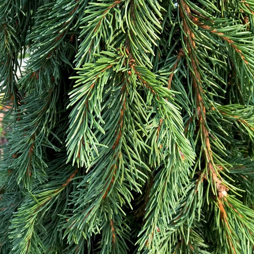 Какую елку выбрать - преимущества живой ели