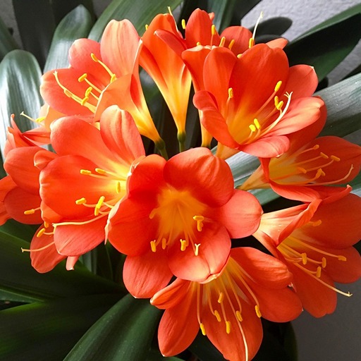 Кливия - <yoastmark class=