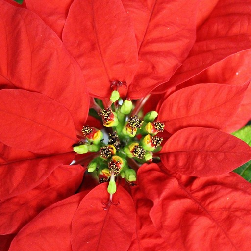 Пуансеттия цветок после покупки