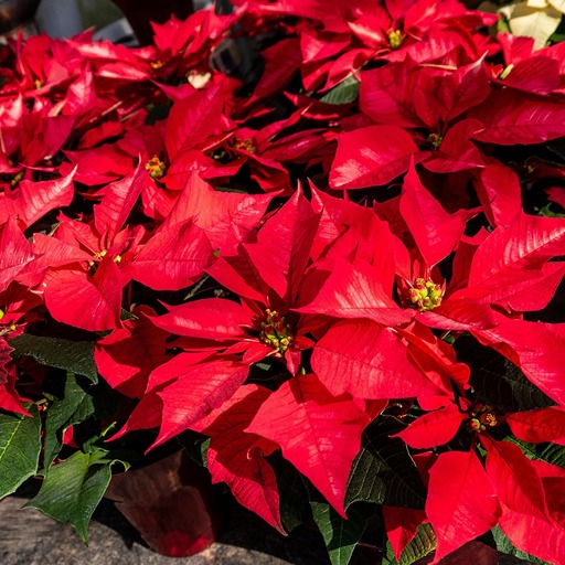 Пуансеттия: уход в домашних условиях