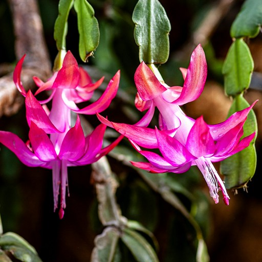 Уход за растением декабрист в домашних условиях