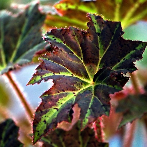 Цветы в детскую