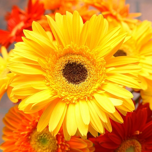 Герберы - цветы, которые долго стоят в вазе