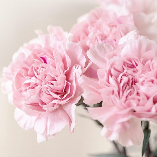 Гвоздики - стойкие цветы в вазе