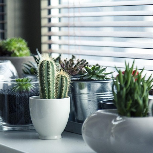 Как ухаживать за кактусами и суккулентами зимой