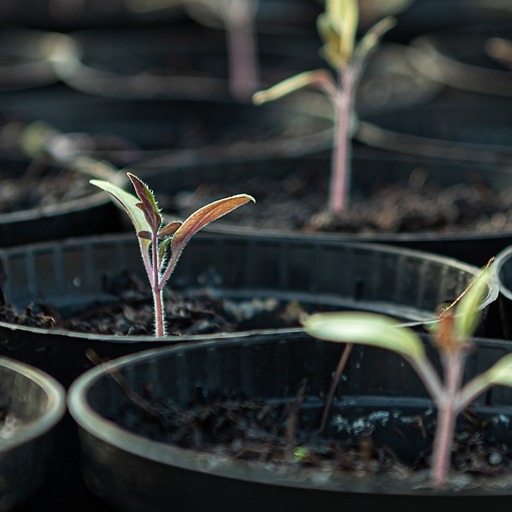 Работы по посеву семян на рассаду