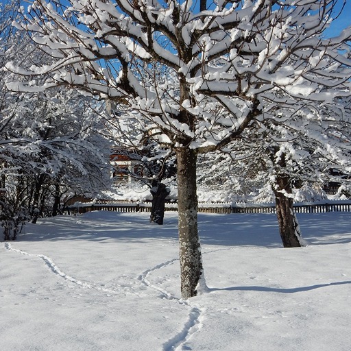 Какие работы проводят в саду зимой