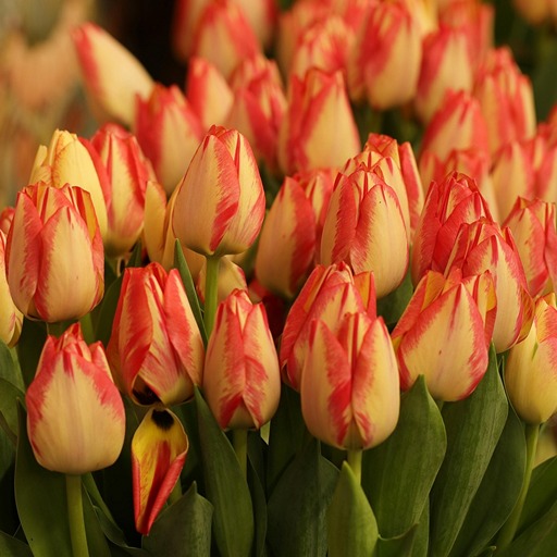 Тюльпаны в феврале