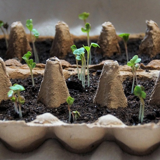 Что можно посадить на рассаду в феврале