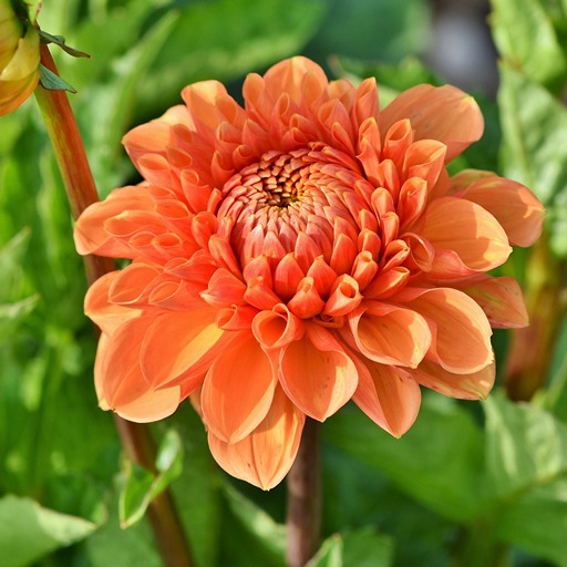 Когда сажают георгины