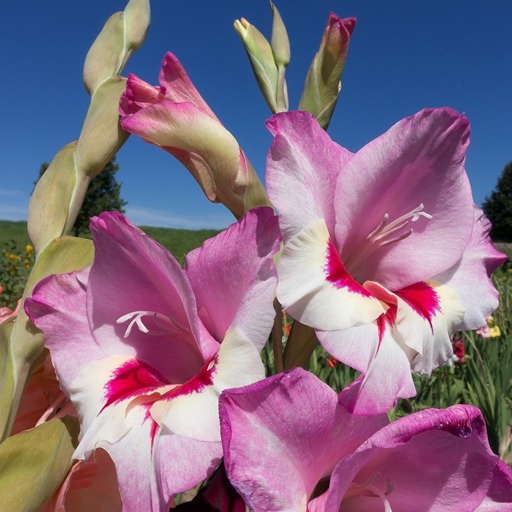 Когда сажают гладиолусы