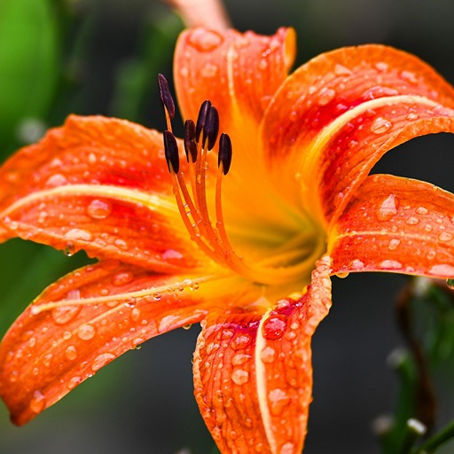 Когда сажают лилии