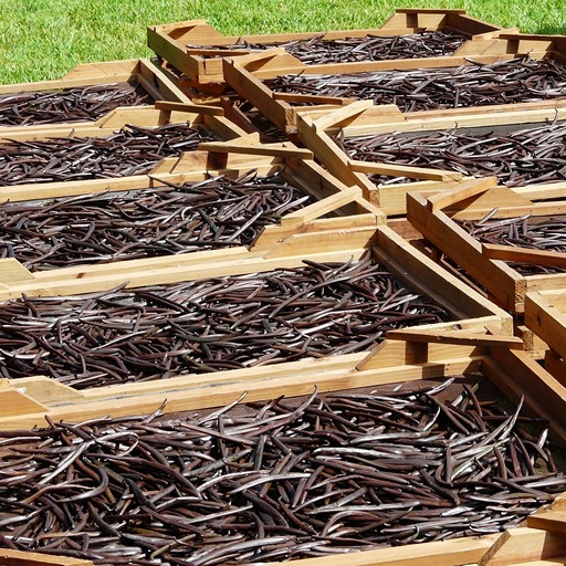 Как выглядят плоды ванильной орхидеи