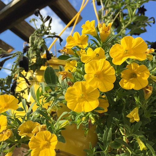 Ампельные растения в подвесном кашпо