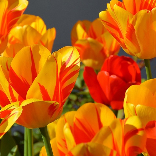 Свежесть тюльпанов