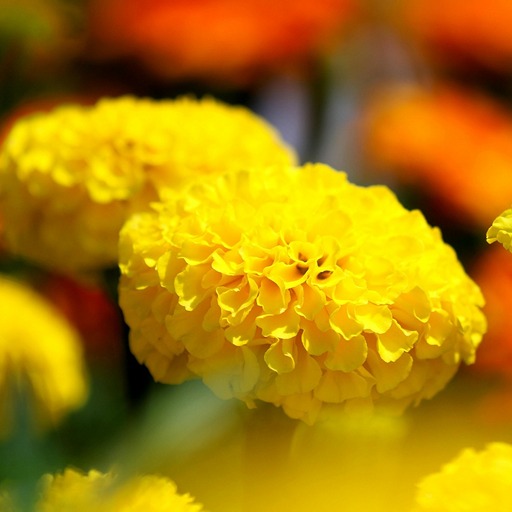 Желтые и оранжевые бархатцы в саду