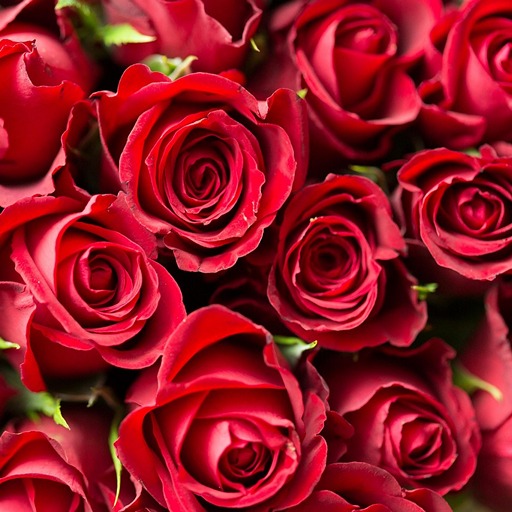 Топ‑5 советов, чтобы розы дольше стояли в вазе