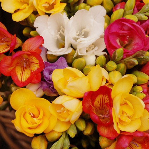 Цветок фрезия на фото