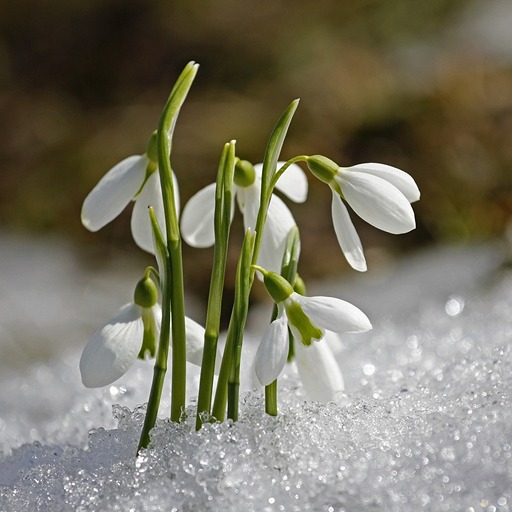 День первоцвета