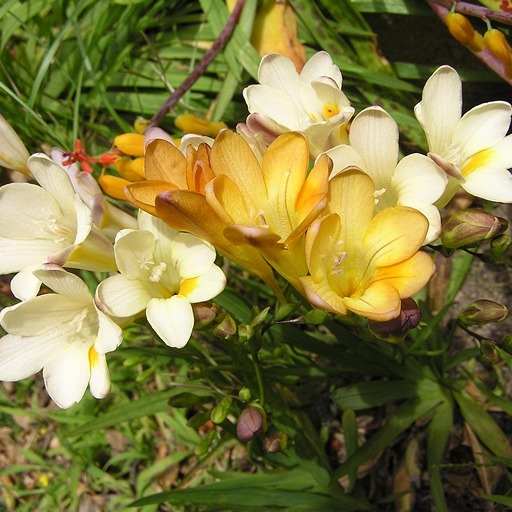 Как вырастить фрезии в открытом грунте