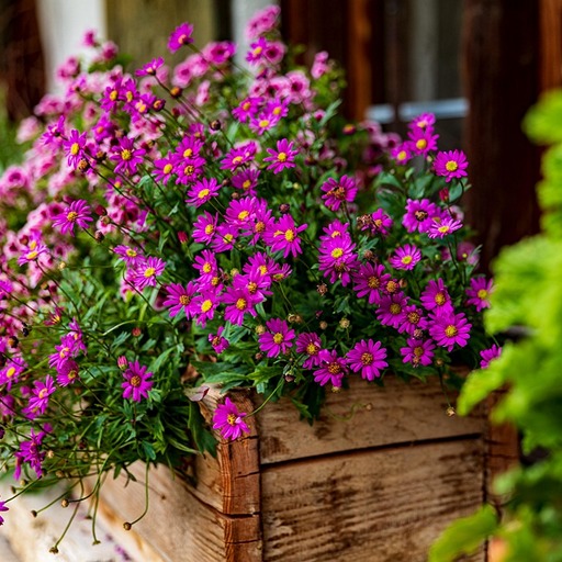 Цветы в ящике на балконе