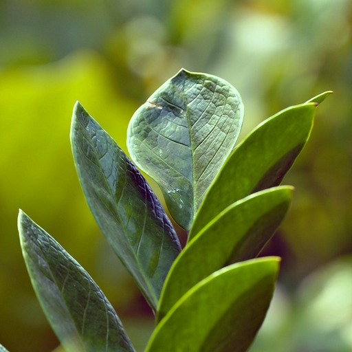 Пересадка замиокулькаса дома
