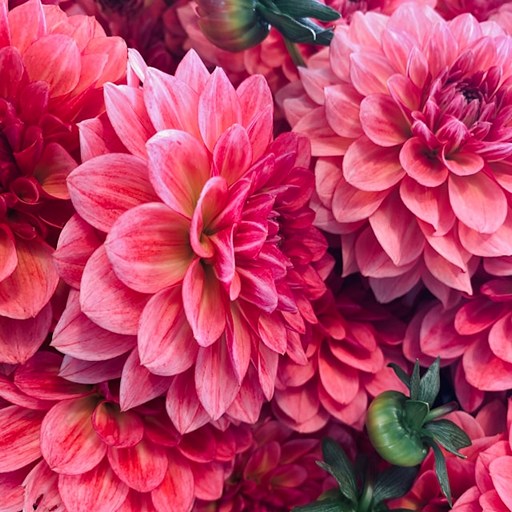 Самые красивые цветы в мире