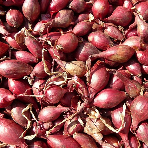 Когда сажают лук-севок весной