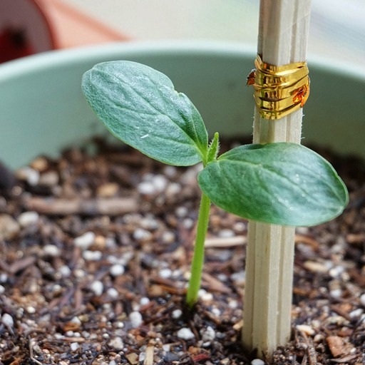 Когда сажать огурцы на рассаду в 2026