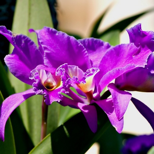 Орхидея каттлея - символ Венесуэлы и Колумбии